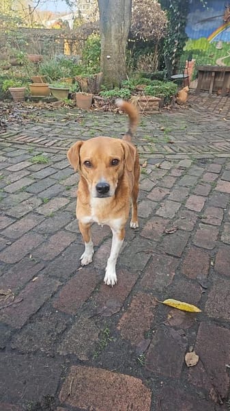 Junger, aktiver Leevi sucht sein Zuhause