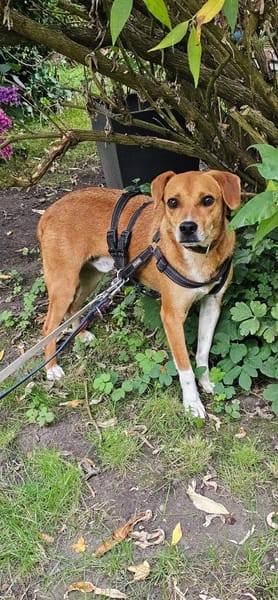 Junger, aktiver Leevi sucht sein Zuhause