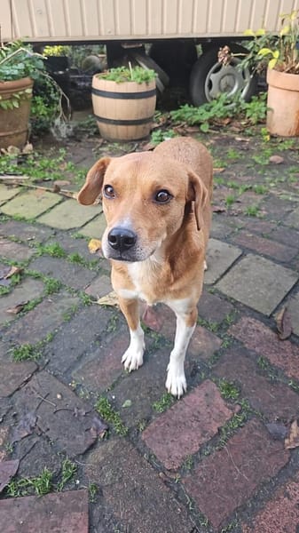 Junger, aktiver Leevi sucht sein Zuhause