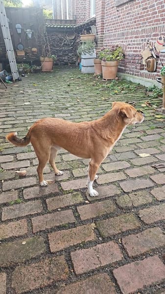 Junger, aktiver Leevi sucht sein Zuhause