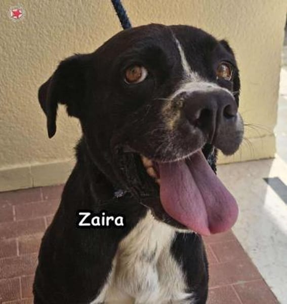 Zaira