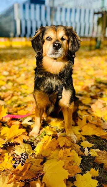 Rocky sucht sein Für-immer-Zuhause