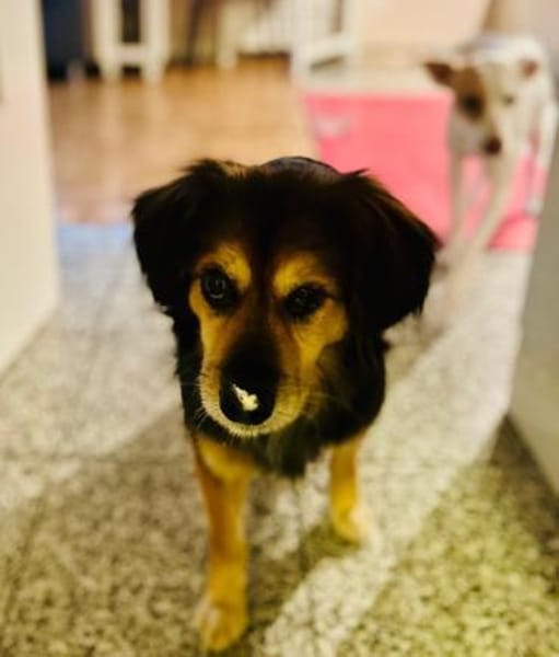 Rocky sucht sein Für-immer-Zuhause