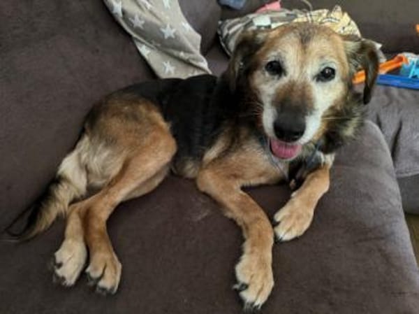 LIZI, freundlich, lieb und genügsam