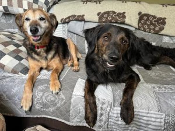 LIZI, freundlich, lieb und genügsam