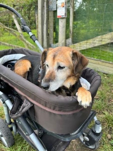 LIZI, freundlich, lieb und genügsam