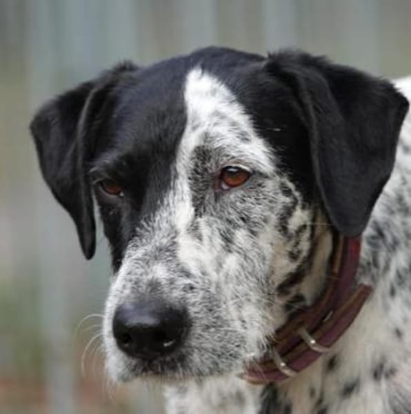 Bronco2 sucht einen Gnadenplatz