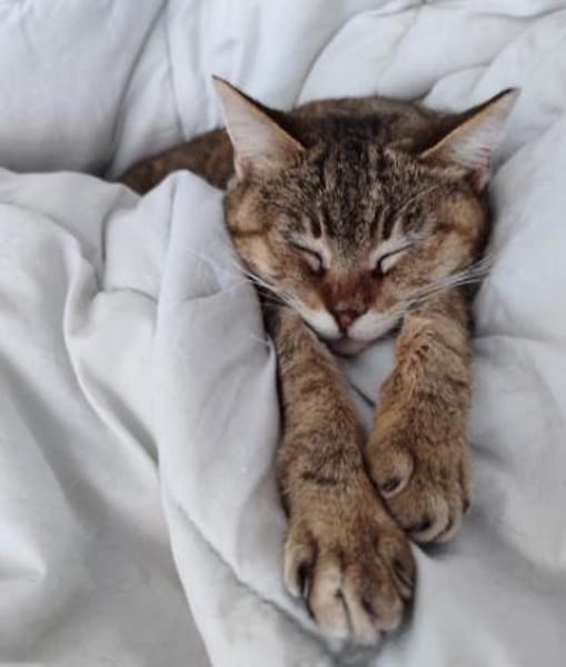 Sanfte, verträgliche Katze Greta