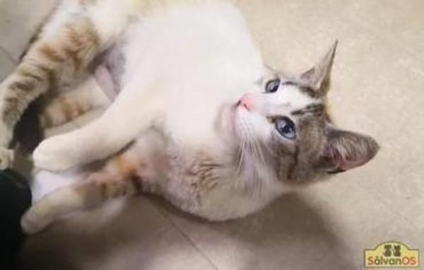 Ruth - Verschmuste Einzelprinzessin