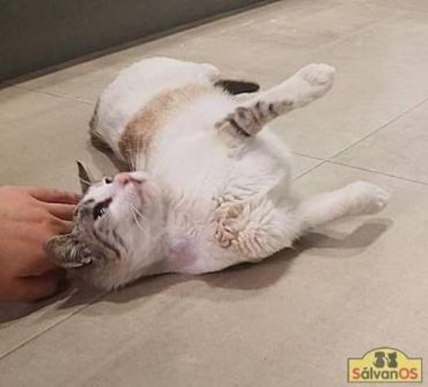 Ruth - Verschmuste Einzelprinzessin