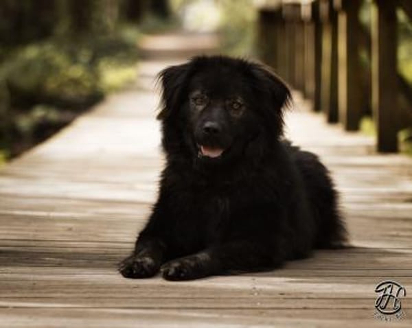 Neo sucht dringend eine Familie