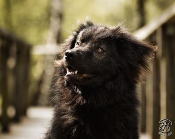 Neo sucht dringend eine Familie