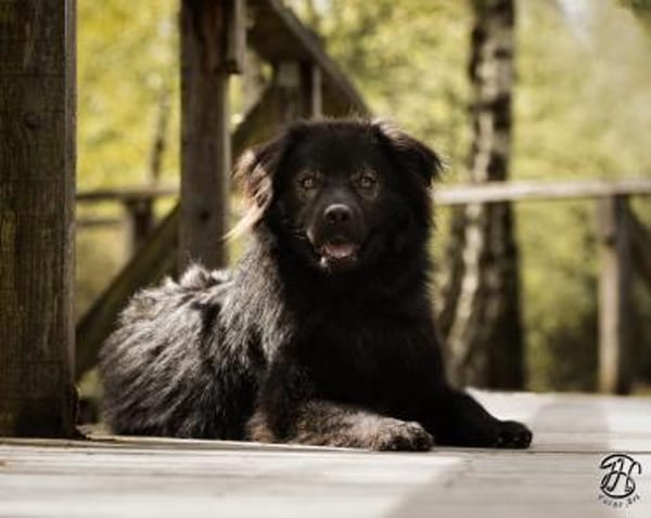 Neo sucht dringend eine Familie