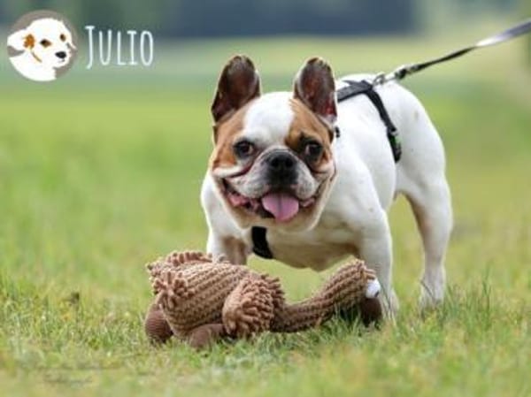 Julio sucht erfahrene geduldige Menschen