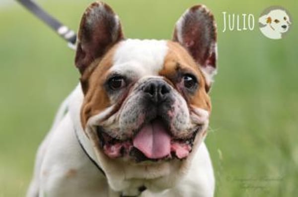 Julio sucht erfahrene geduldige Menschen