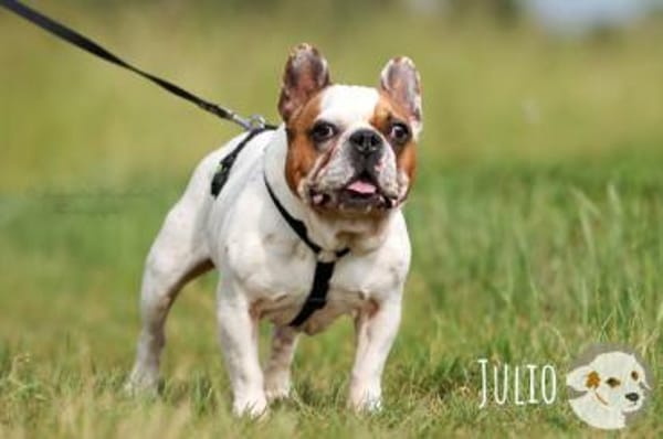 Julio sucht erfahrene geduldige Menschen