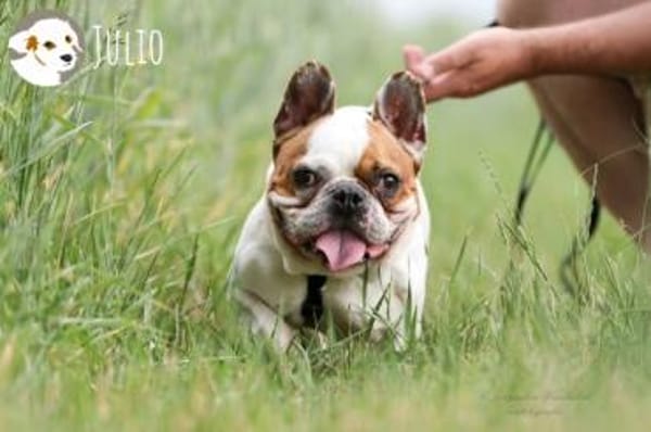Julio sucht erfahrene geduldige Menschen