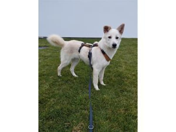 Snowflake - wartet in 89257 Illertissen