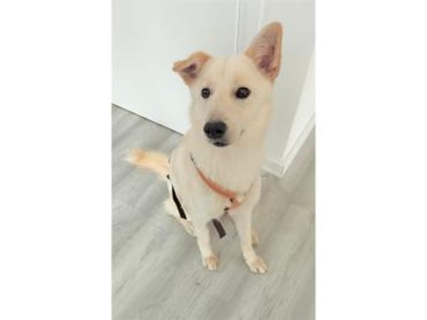 Snowflake - wartet in 89257 Illertissen