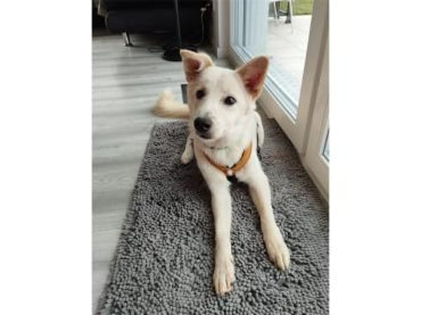 Snowflake - wartet in 89257 Illertissen