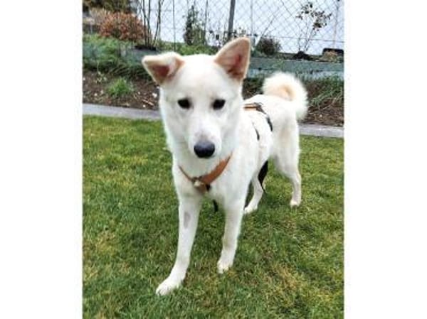 Snowflake - wartet in 89257 Illertissen