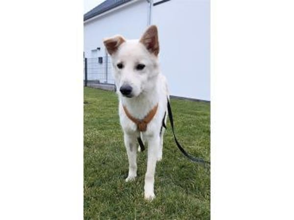 Snowflake - wartet in 89257 Illertissen