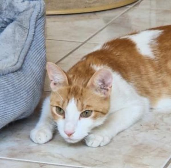 Freundlicher, junger Kater Mäx