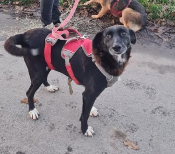 RUNA sucht ein Zuhause