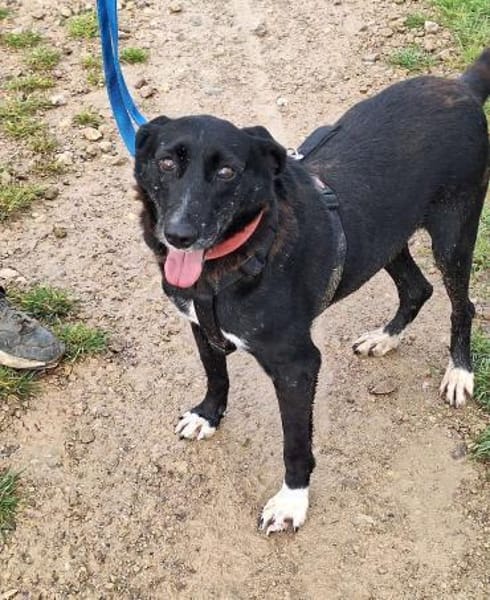 RUNA sucht ein Zuhause