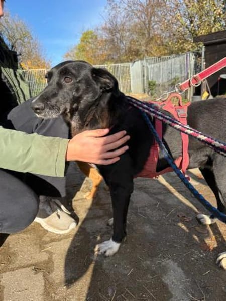 RUNA sucht ein Zuhause