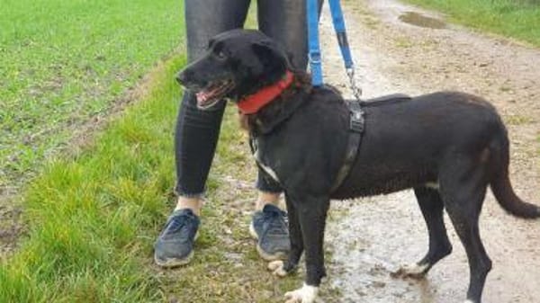 RUNA sucht ein Zuhause