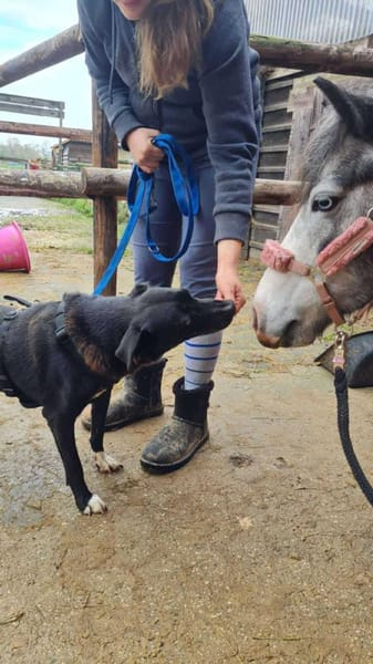 RUNA sucht ein Zuhause