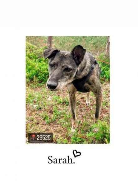 Sarah bereits in Deutschland