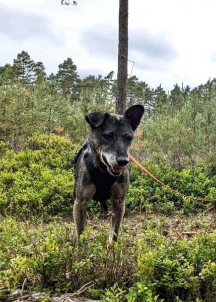 Sarah bereits in Deutschland