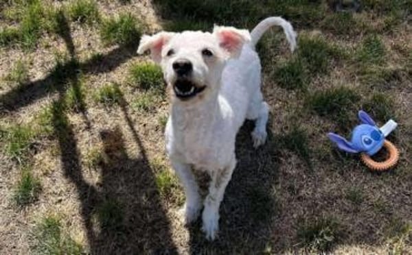 Flocki wartet auf seine Menschen