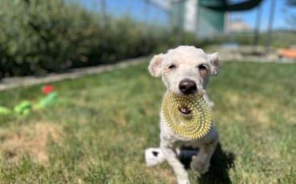 Flocki wartet auf seine Menschen