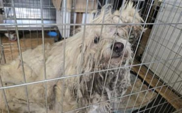 Flocki wartet auf seine Menschen