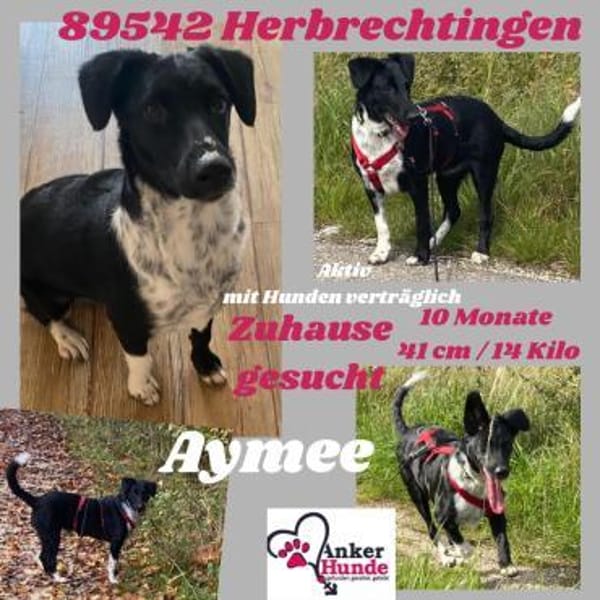 Die liebe❤Aymee❤sucht ihre Menschen