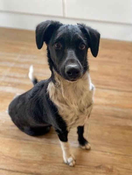 Die liebe❤Aymee❤sucht ihre Menschen