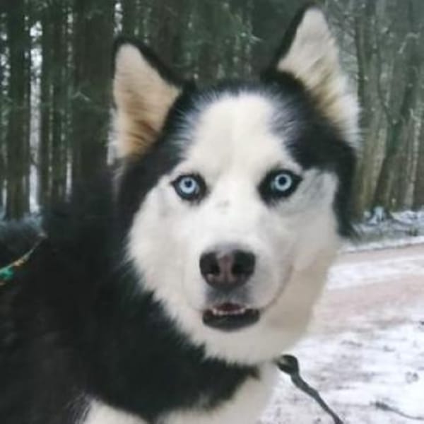 FELIX 2 ist liebenswert und freundlich