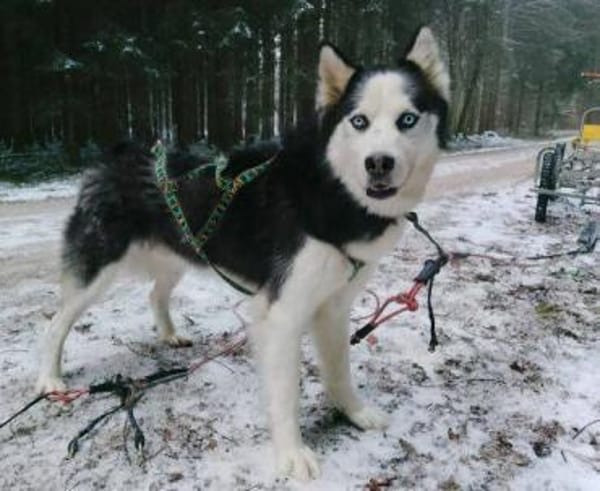 FELIX 2 ist liebenswert und freundlich