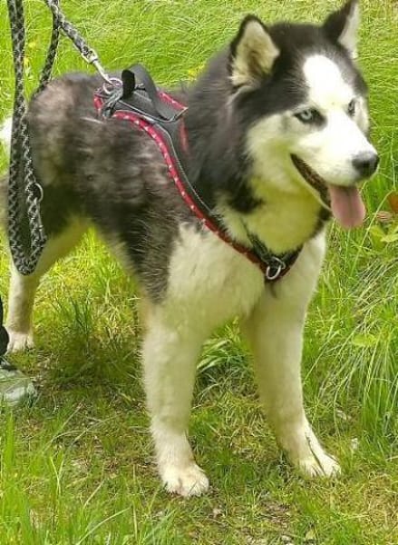 FELIX 2 ist liebenswert und freundlich