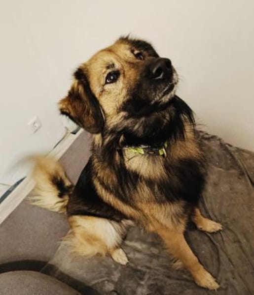 Toller Teddy gut erzogen