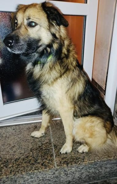 Toller Teddy gut erzogen