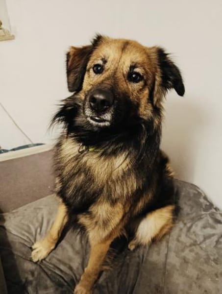 Toller Teddy gut erzogen