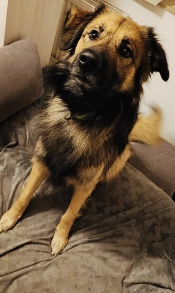 Toller Teddy gut erzogen