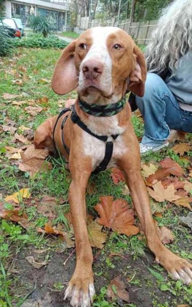 Rado ein perfekter Begleiter