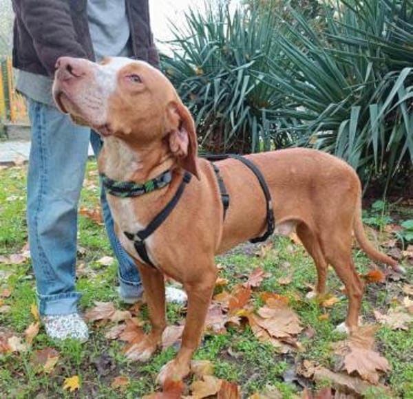 Rado ein perfekter Begleiter