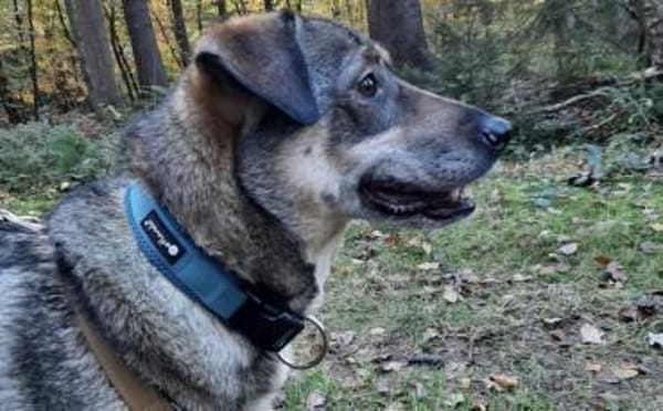 Zuhause gesucht für Joleen