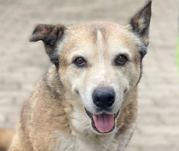 Menschenbezogene Rua sucht Zuhause